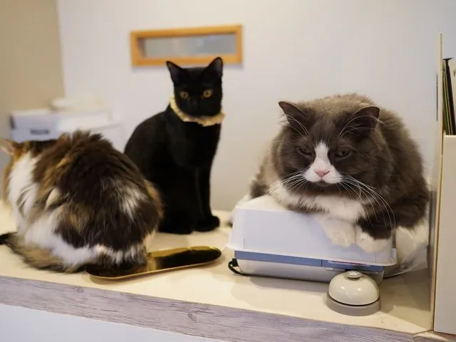 受付で猫ちゃんがお待ちしています。