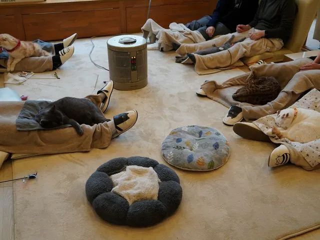 暖を求めて猫たちがおひざ乗り大会中です♪