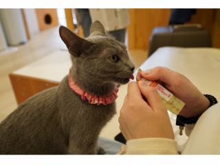 猫ちゃんにおやつをあげれます。