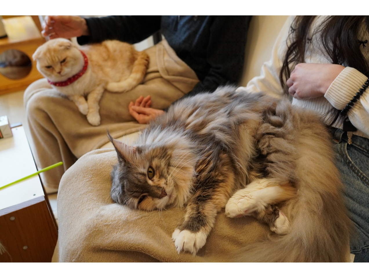 タイミングが良ければ猫ちゃんがおひざに乗ったりすることもあります。