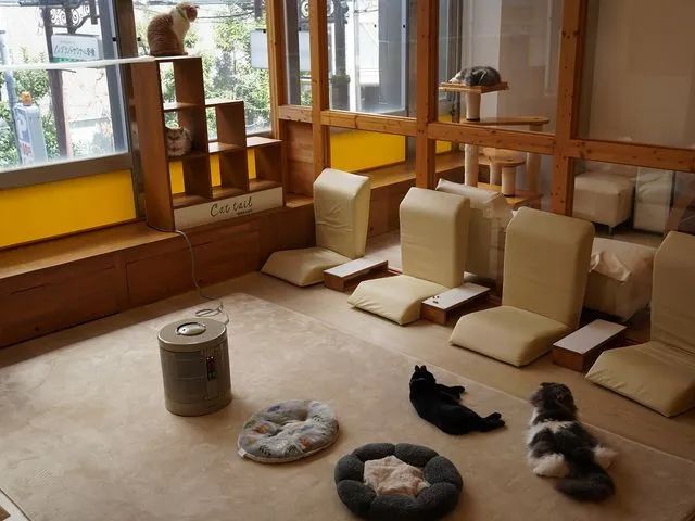 広い空間にいろんな種類の猫ちゃんが約20匹お待ちしております♪