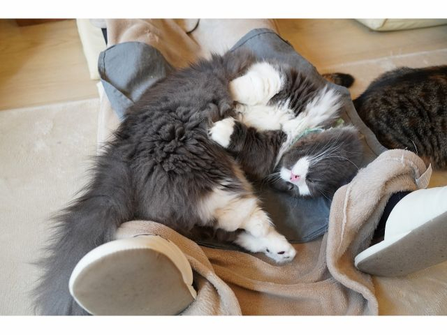 ���q�l�̂��Ђ��ł�����̃����l����ł���