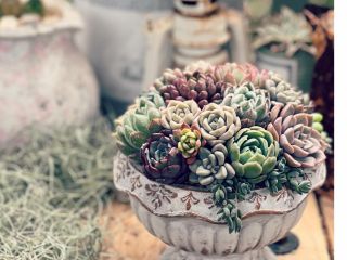 多肉植物寄植え(大きいサイズ) 鮮やかな表情を見せる、多肉植物の魅力