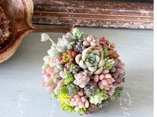 多肉みっちりボール 丸くてコロンとしたフォルムがかわいい テグス付きでつるすこともできます