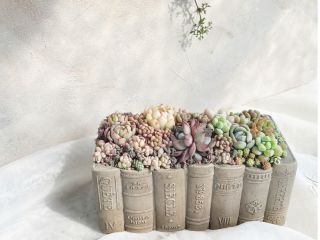 本の背表紙をかたどったbook鉢に、多肉植物を丁寧に寄せた作品。 静かな時間をインテリアとして楽しめます。