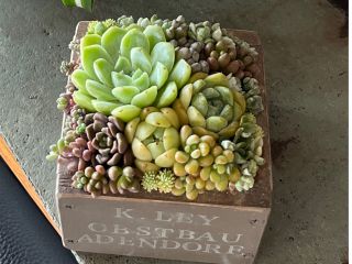 植物と向き合い、静かに手を動かす時間。 多肉植物の美しさを引き出す、ソルシエールならではの寄せ植え体験です。