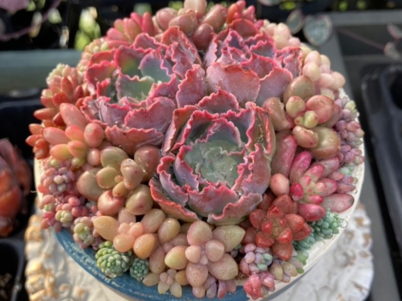 Top【選抜株】多肉植物　364087レッド ビューティー 綴化　11個　鉢無し 浜松・多肉植物】色と質感を選んで鉢をペイント♪ 自分だけの鉢で