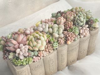 静かな隠れ家アトリエで楽しむ、ブック型寄せ植えの雰囲気イメージ