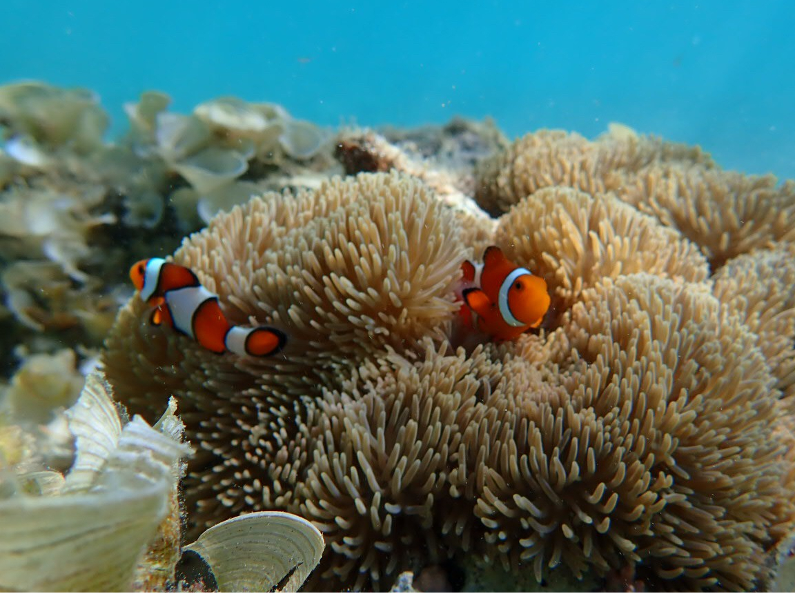 ファインディング・ニモでお馴染みの「クマノミ」