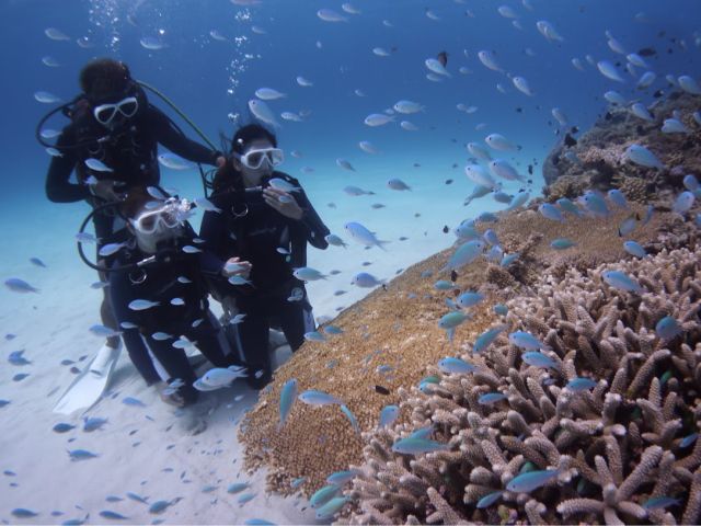 サンゴ礁に群がる熱帯魚たち☆