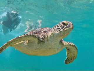 出逢えたらラッキー!!ウミガメ遭遇率70%☆一緒に泳いで感動体験♪