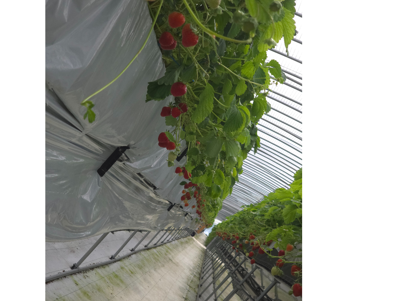 gق؁ACx[AقAN̓OIo邾SiHה׊yŒlɂ҂Ă܂