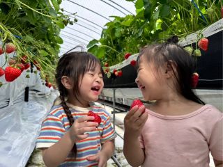 前シーズンもありがとうございました。奥まで見えないくらいの長~い80mハウスのいちごさん達を堪能しに是非遊びに来て下さいね。