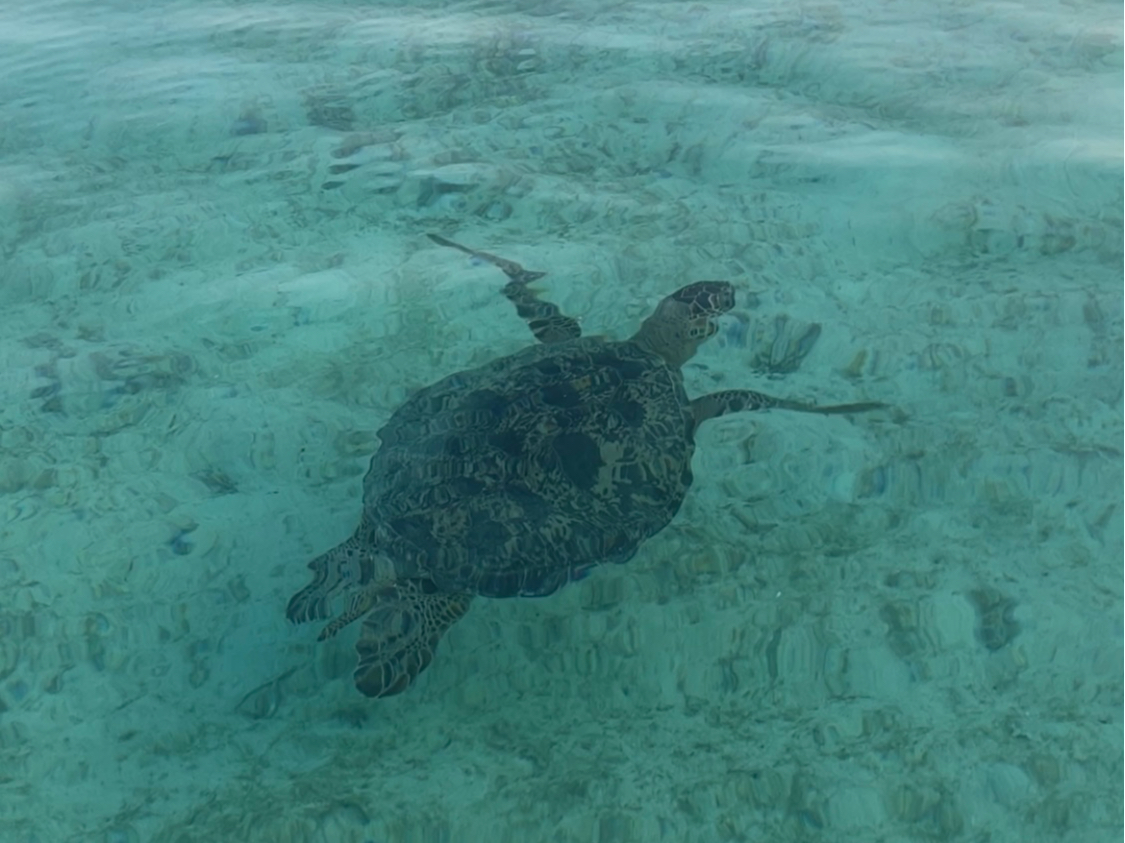 ^C~O΃E~Kɂo邩IH