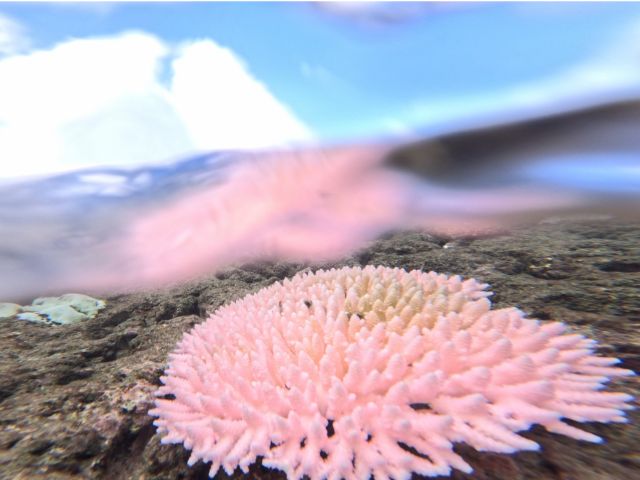 暖かく綺麗な海を満喫