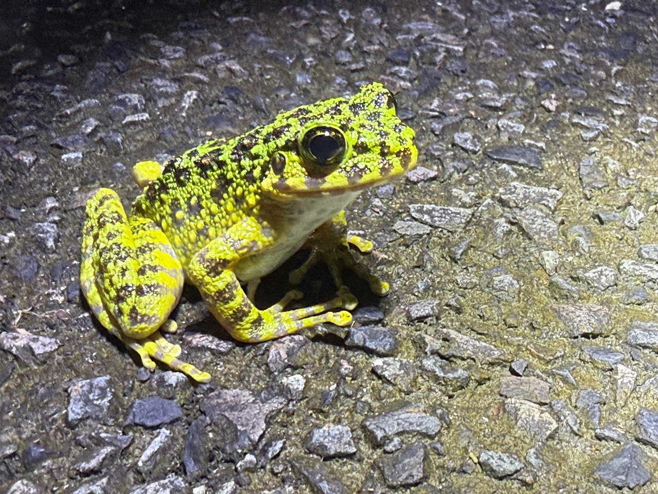 ���{��1���Y��ƌ����Ă���A�}�~�C�V�J���J�G��