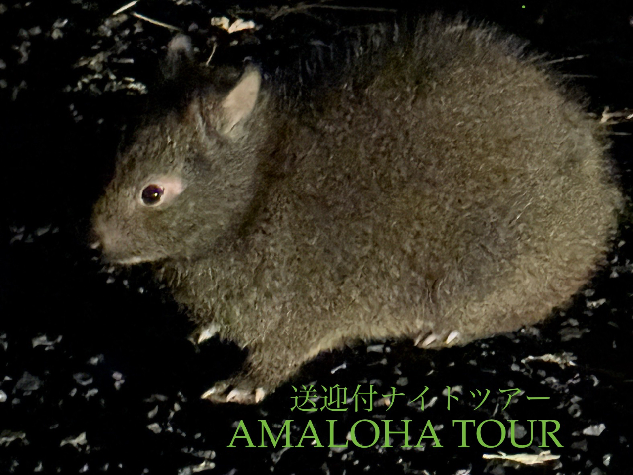 �^���ǂ���΃x�r�[�E�T�M�ɉ�邩