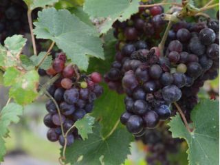 2019年よりスタートした【コヤギファーム】でワイン用ブドウ栽培の農作業体験を楽しめます!