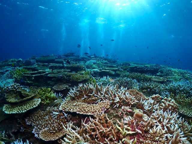 八重山諸島には盛りだくさんの綺麗な珊瑚があります。綺麗な海とたくさんの珊瑚で心がとても癒されます!