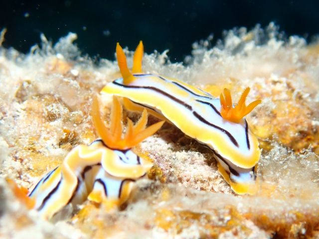 石垣島は生物の宝庫!!マンタもいいけど小さなウミウシやハゼなどマクロ好きも集まってきてください!!