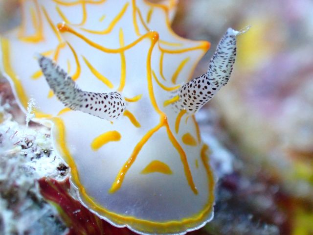 海の中には、出会いがたくさん