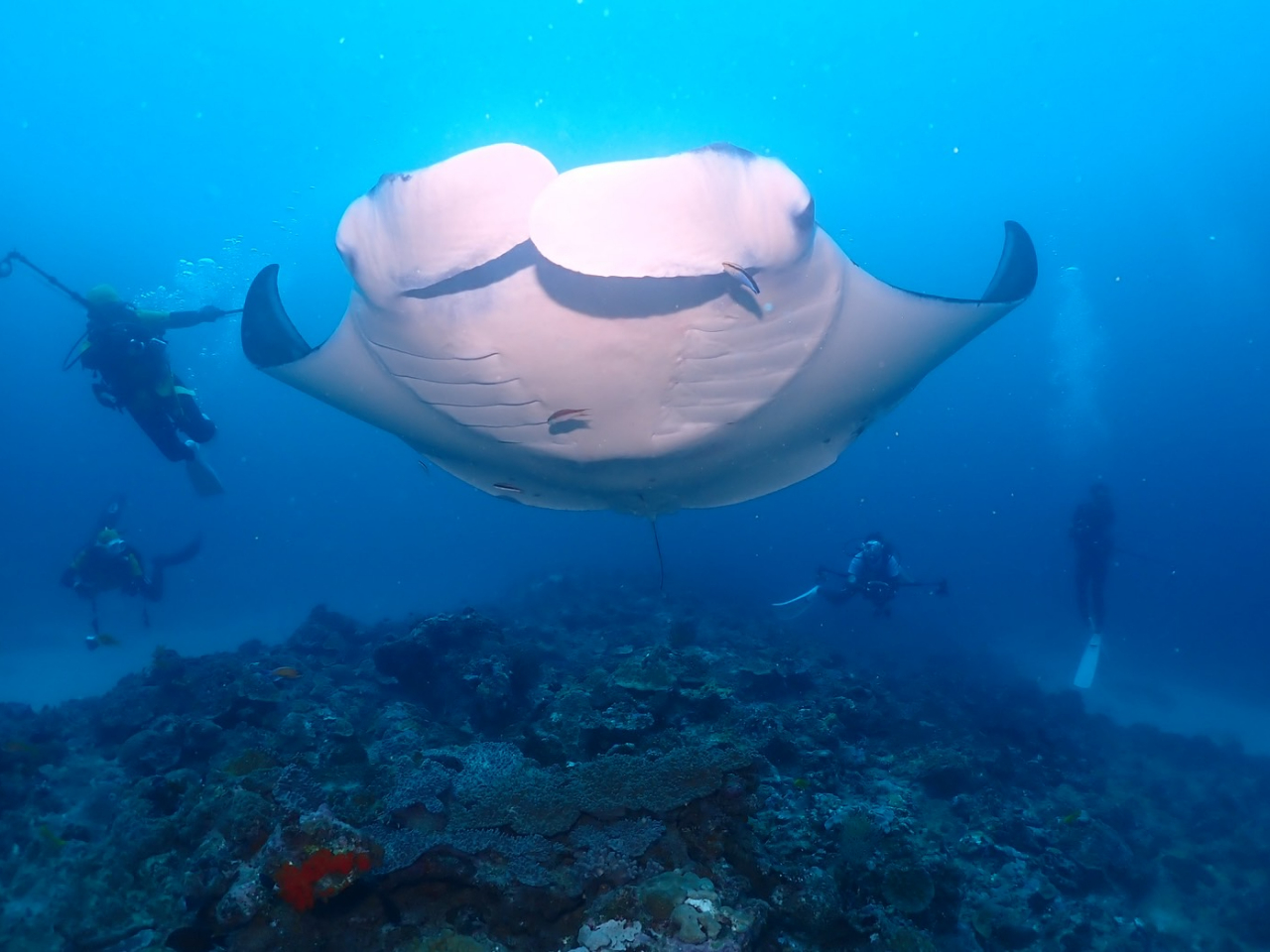 Ί_ƌ΁w}^xłˁIIȊ唗͂̃}^Ђ݂ɂĂII