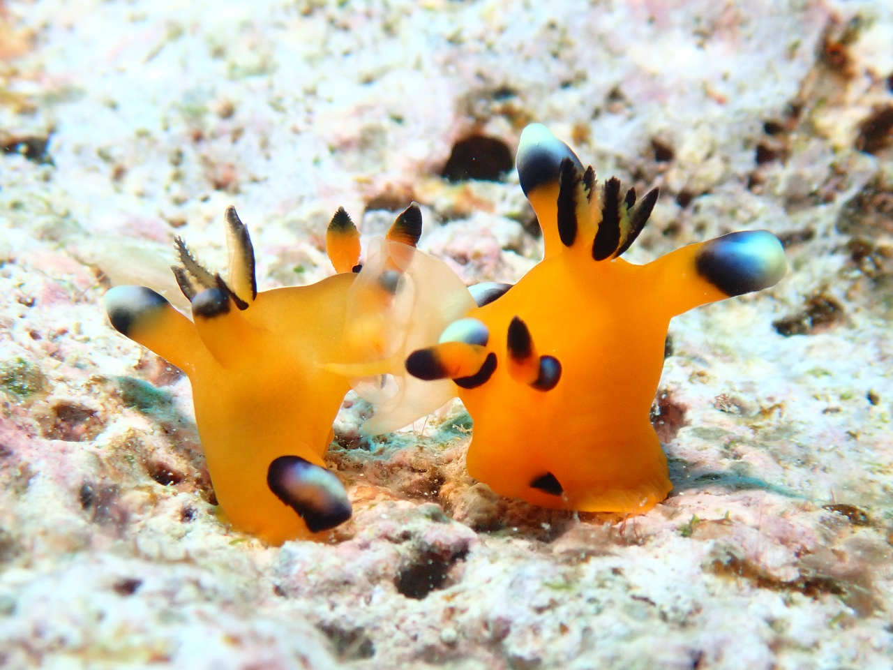 Ί_ɂ͂̎X肪ALxAȐ񂢂܂B