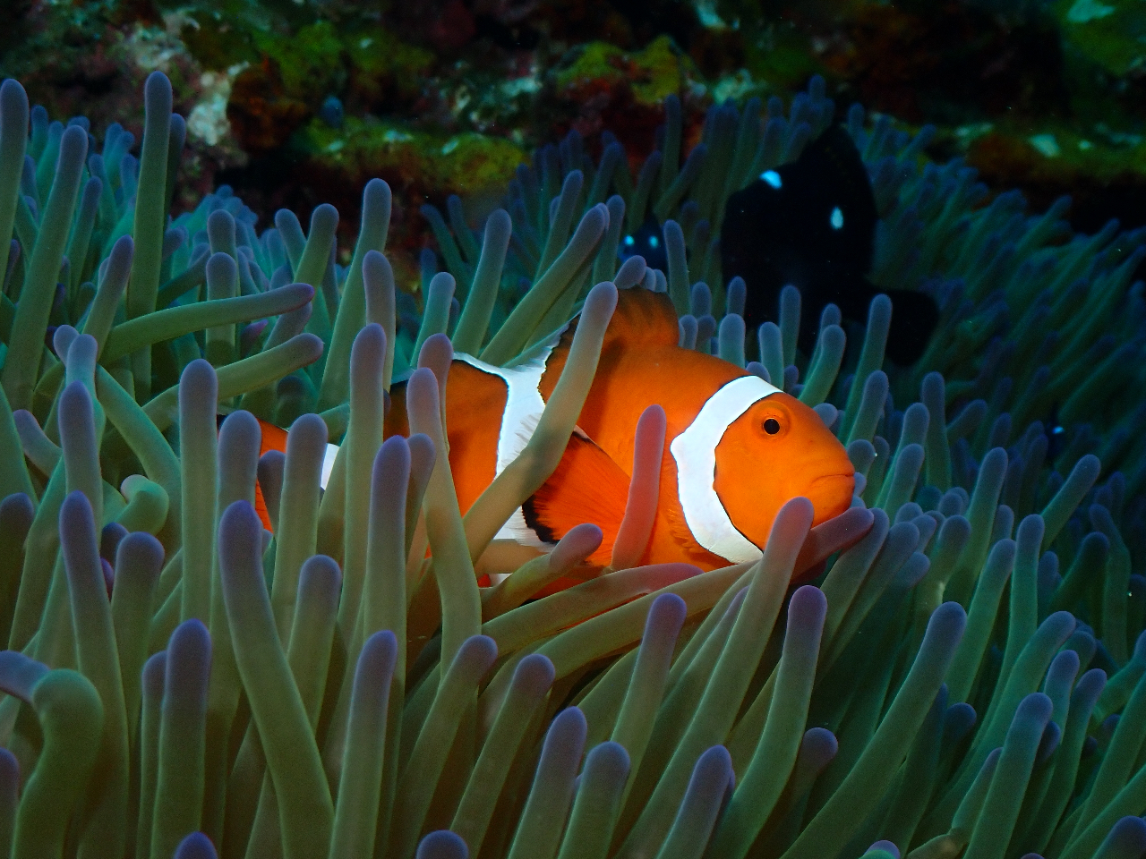 Vm[PłJNN}m~Ȃǂ킢߂Ō܂B