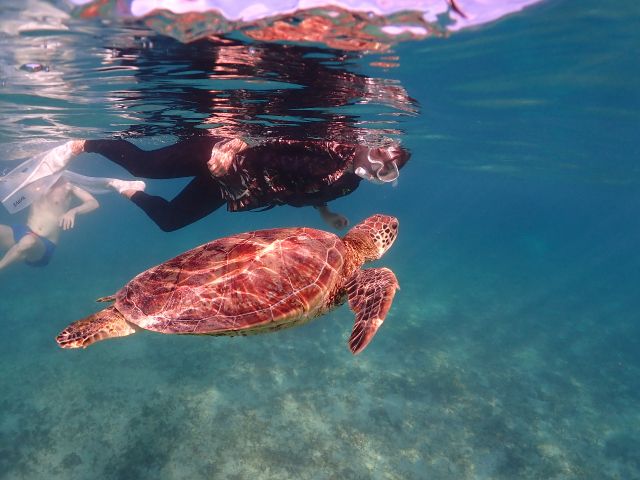 真横を並走出来るくらいゆっくり泳いでくれます!