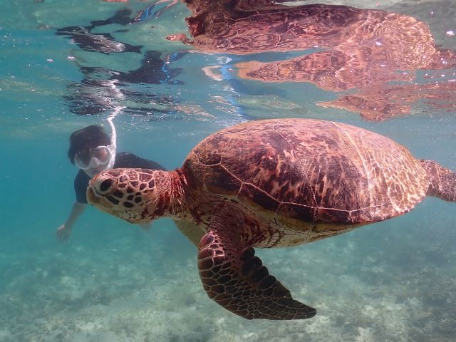 のんびりなカメさん