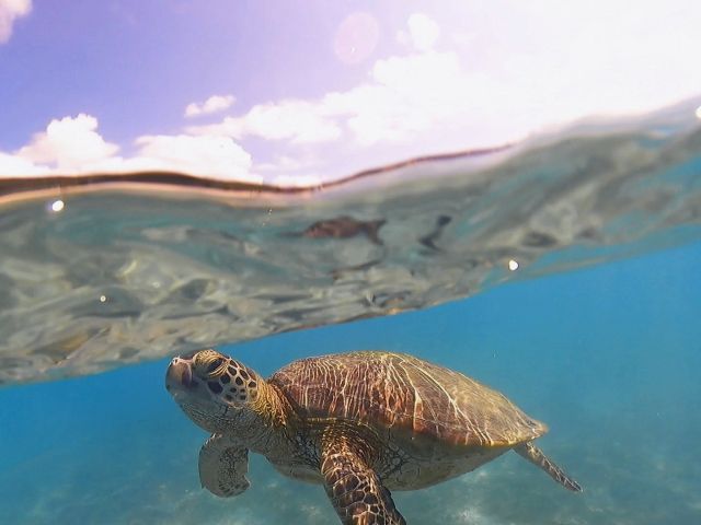 呼吸する為に水面に。