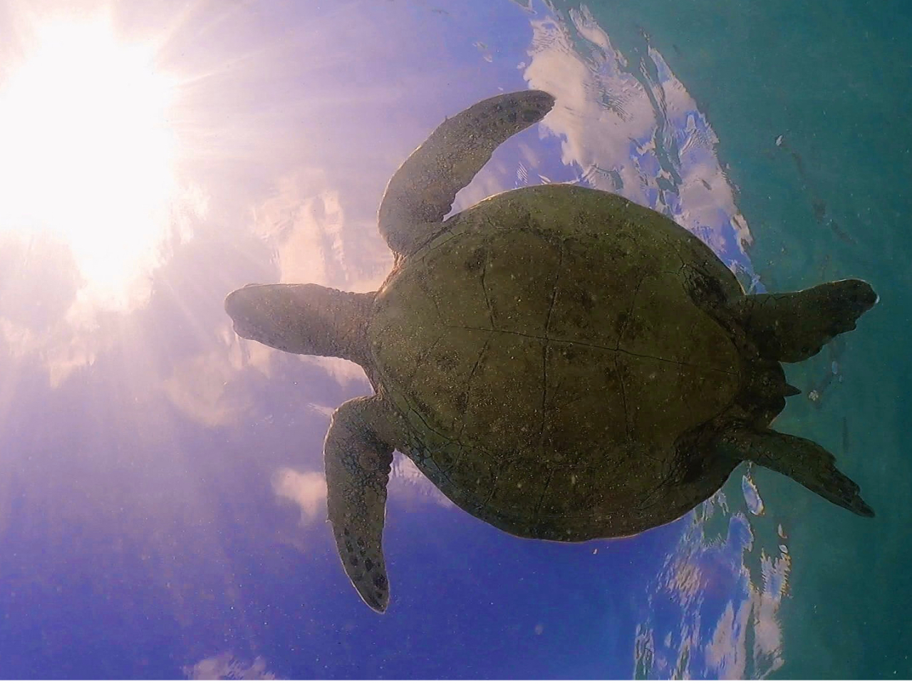 青空とアオウミガメ