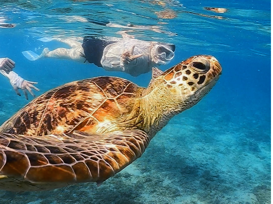 こんなに近くまで来てくれることも!