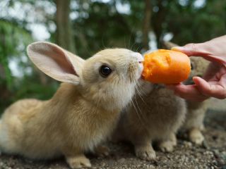 大久野島うさぎ 餌の残りは必ずお持ち帰りください。餌付けの際、指をかまれないようにご注意ください
