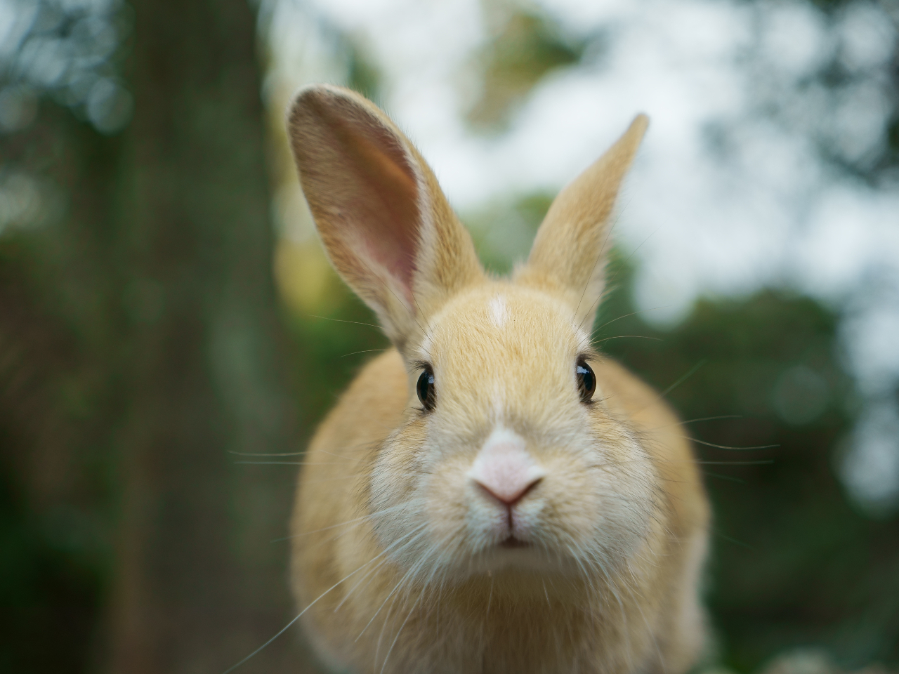 ペットは連れてこないでくださいね うさぎが襲われたり病気になったりします