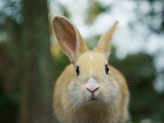 ペットは連れてこないでくださいね うさぎが襲われたり病気になったりします