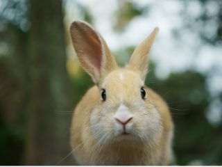 ペットは連れてこないでくださいね うさぎが襲われたり病気になったりします