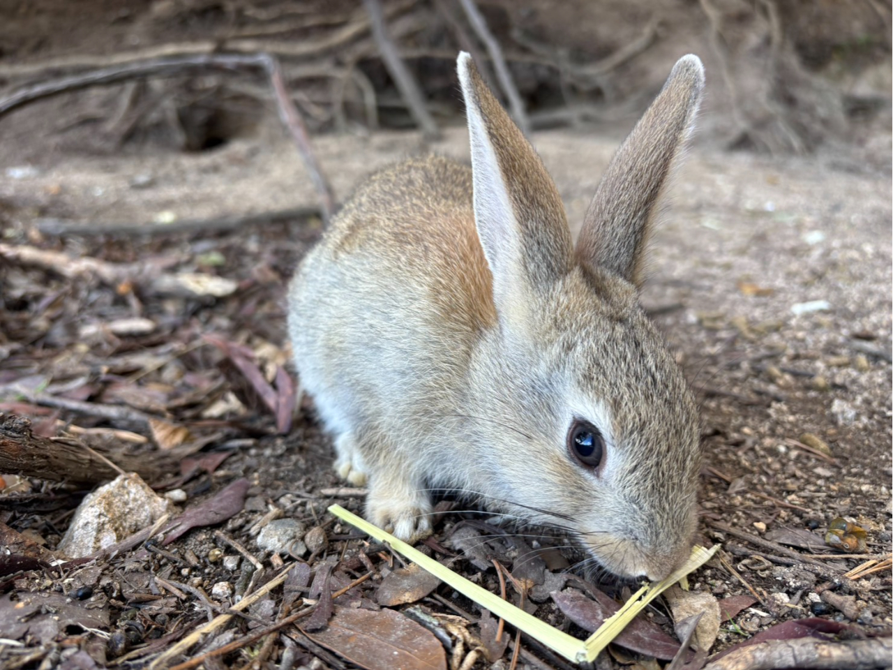 ��v�쓇�@�쐶�̂�����