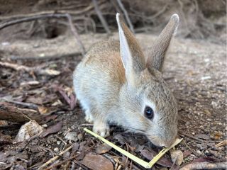 大久野島 野生のうさぎ