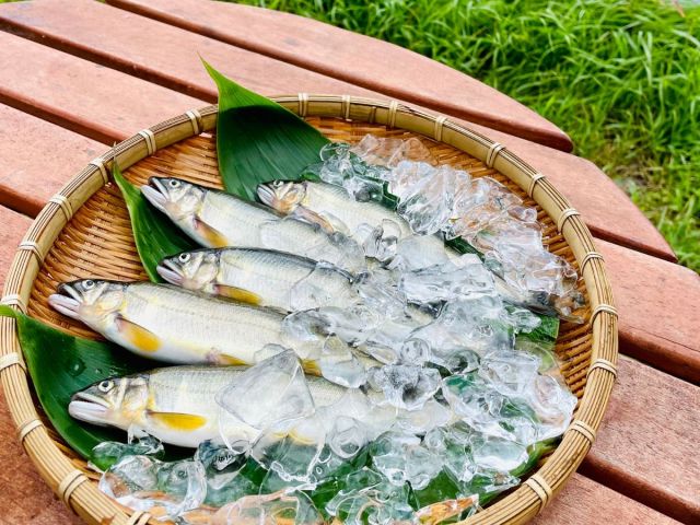 \手ぶらで鮎釣り体験/ 奇跡の生育環境 秋田産【こまち鮎】を釣りご賞味いただけます!
