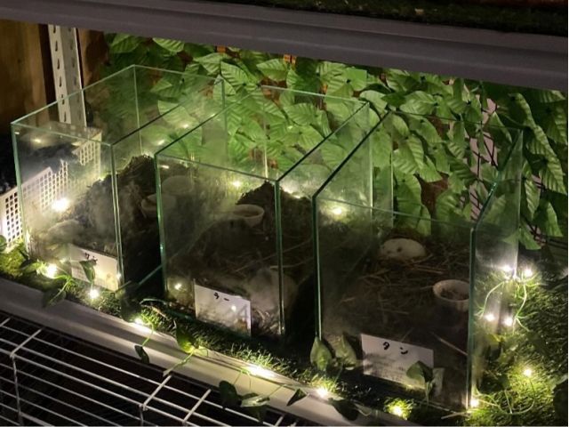 キラキラ★ハムスターたち