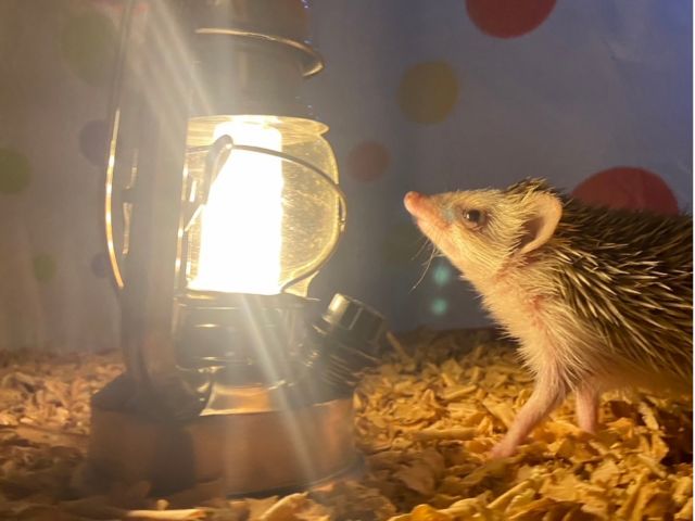 夜行性ハリネズミも元気に歩き回ります