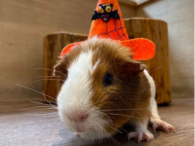 アニマルスタッフたちもハロウィンでおめかし