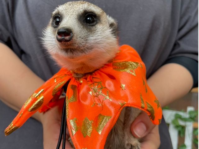 ミーアキャットは眠くなる時間かも笑