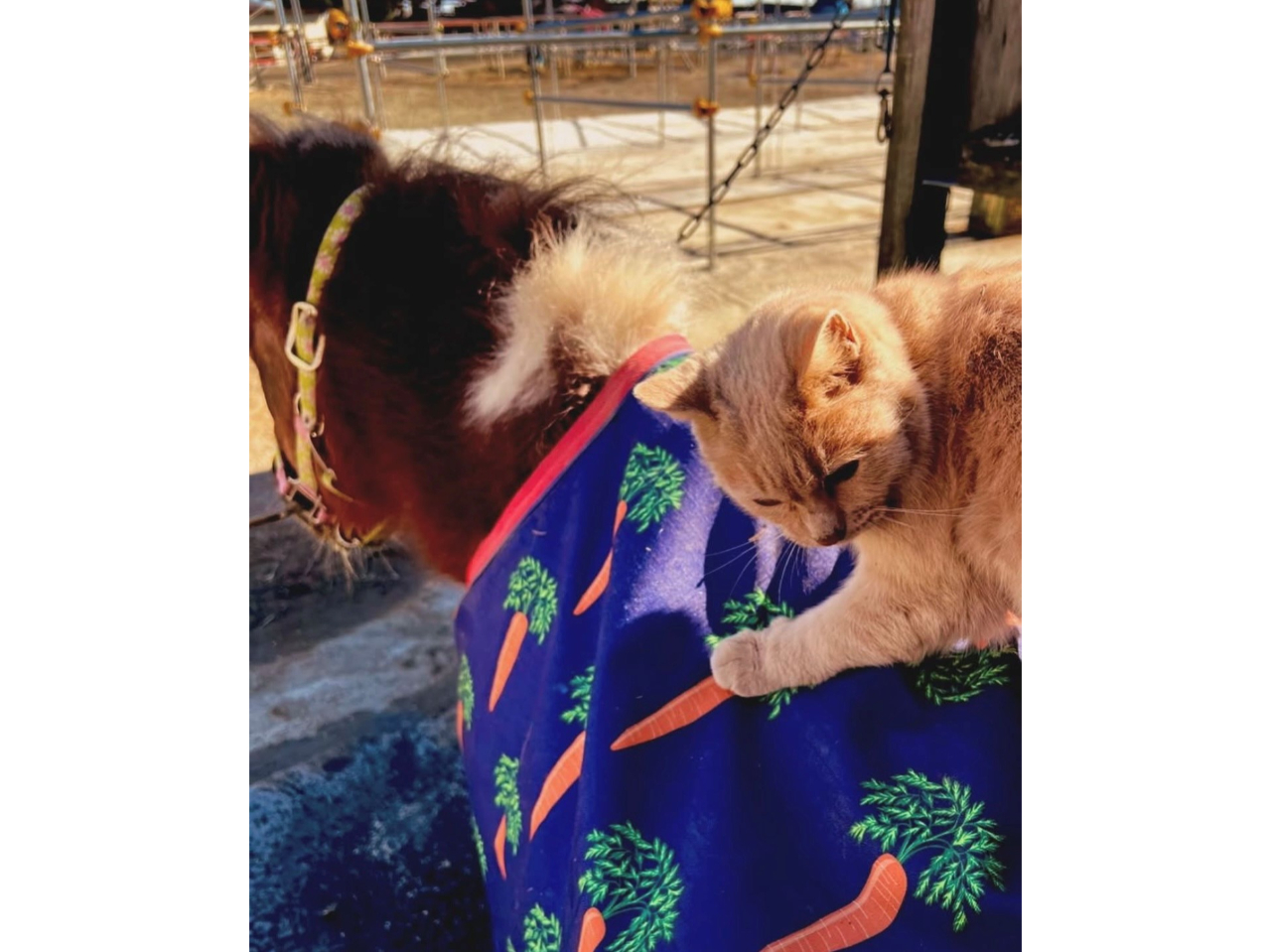 ̒Ԃɂ͔Lc^ǂΉ邩