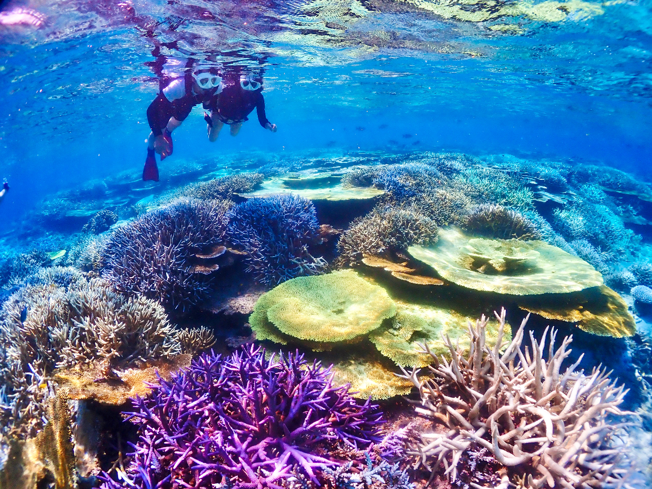 �J���t���ȔM�ы���T���S�ʂ̐��E�ւ��ē����܂���