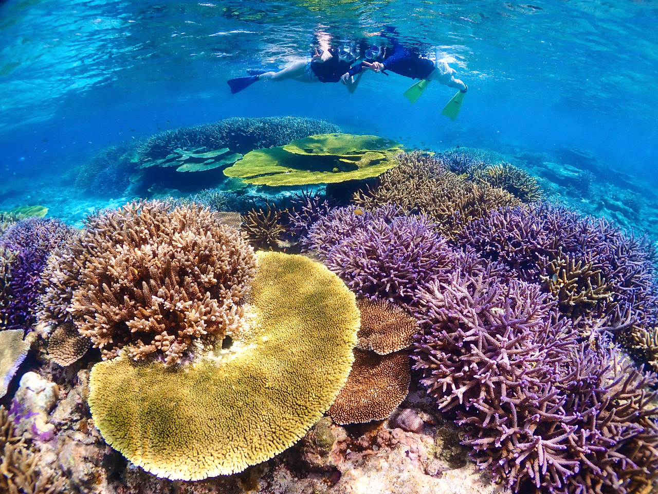 {ւ{ő勉̃TSʂŃVm[P܂񂩁H