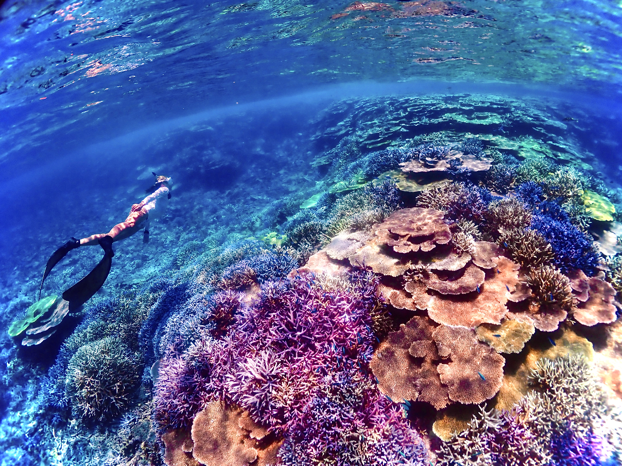 水中写真に自信あり!!大人気・美しいサンゴ礁で泳ぐスキンダイビングツアー!少人数制のため水中写真データたくさんお撮りします♪