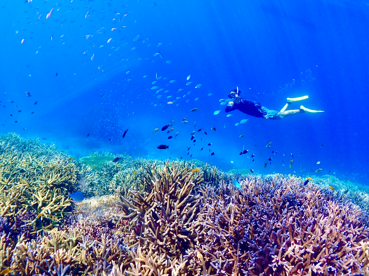 カラフルな熱帯魚やサンゴ礁の世界へご案内します♪