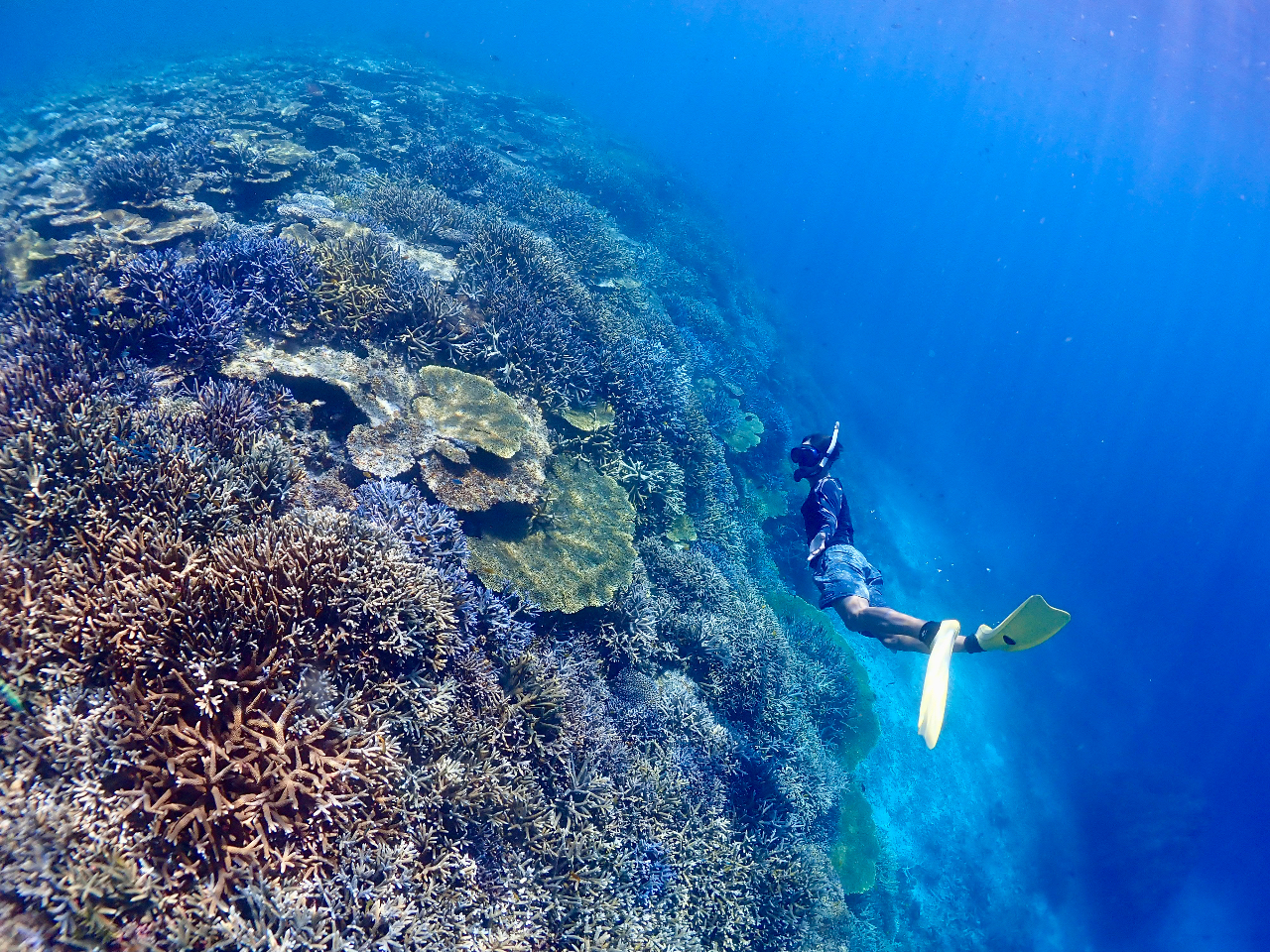 スタッフが先導で水中世界をご案内いたします!